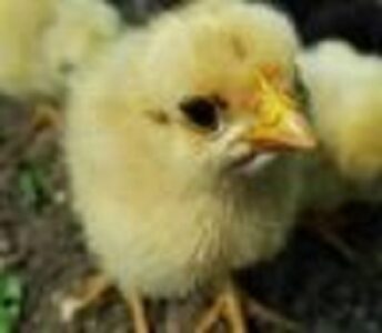 How Do You Know What Kind of Feed to Give Your Chickens? Image